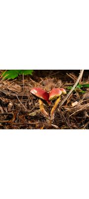 붉은그물버섯 (Boletus fraternus Peck)