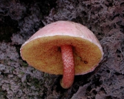 붉은점그물버섯(과립그물버섯) (Boletus granulopunctatus Hongo)