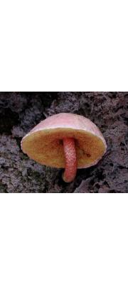 붉은점그물버섯(과립그물버섯) (Boletus granulopunctatus Hongo)
