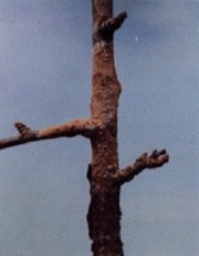 갈색고약병균 (Septobasidium tanakae (Miyabe) Boed. et Steinm.)