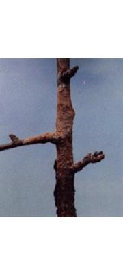 갈색고약병균 (Septobasidium tanakae (Miyabe) Boed. et Steinm.)