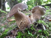 흑갈색그물버섯 (Boletus hiratsukae Nagas.)