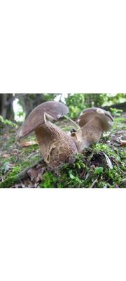 흑갈색그물버섯 (Boletus hiratsukae Nagas.)