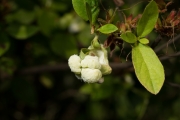 진달래나무떡병균 (Exobasidium japonicum Shirai)