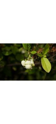진달래나무떡병균 (Exobasidium japonicum Shirai)