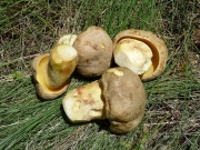 왕그물버섯 (Boletus impolitus Fr.)