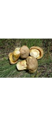 왕그물버섯 (Boletus impolitus Fr.)