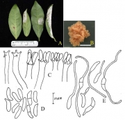 차그물떡병균 (Exobasidium reticulatum S. Ito & Sawada)