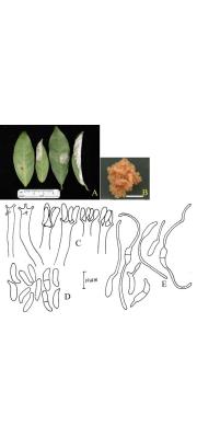 차그물떡병균 (Exobasidium reticulatum S. Ito &amp; Sawada)