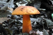 꾀꼬리그물버섯 (Boletus laetissimus Hongo)
