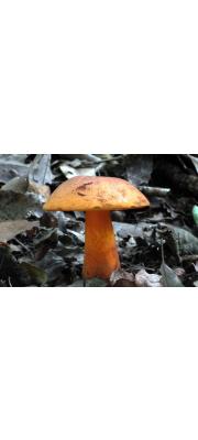 꾀꼬리그물버섯 (Boletus laetissimus Hongo)
