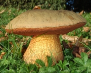 독그물버섯 (Boletus luridus Shaeff. var. luridus  > Boletus luridus Shaeff.)