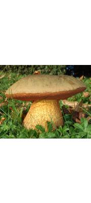 독그물버섯 (Boletus luridus Shaeff. var. luridus  > Boletus luridus Shaeff.)