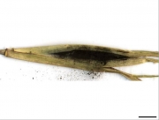 고랭이깜부기병균 (Ustilago syntherismae (Schw.) Peck)