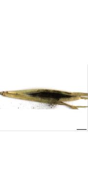 고랭이깜부기병균 (Ustilago syntherismae (Schw.) Peck)