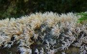 붓버섯(흰붓버섯) (Deflexula fascicularis (Bres. & Pat.) Corner)