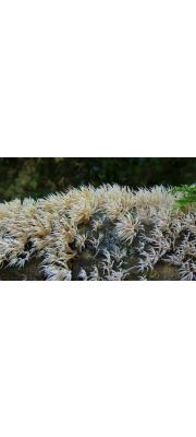 붓버섯(흰붓버섯) (Deflexula fascicularis (Bres. &amp; Pat.) Corner)