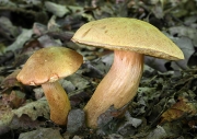 황소노란그물버섯 (Boletus moravicus Vacek  > Boletus leonis Reid, > Xerocomus leonis (Reid) Bon)