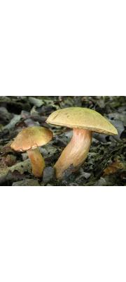 황소노란그물버섯 (Boletus moravicus Vacek  > Boletus leonis Reid, > Xerocomus leonis (Reid) Bon)