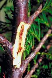 사과겹무늬썩음병균(국내미기록) (Botryosphaeria dothidea (Moug.) Ces. & De Not)