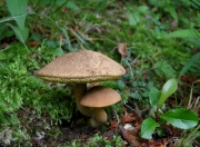 흑변그물버섯(흑변산그물버섯, 흑자색산그물버섯, 검은산그물버섯) (Boletus nigromaculatus (Hongo) H. Takah. > Xerocomus nigromaculatus Hongo)