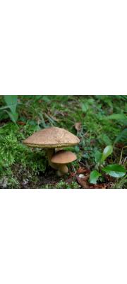 흑변그물버섯(흑변산그물버섯, 흑자색산그물버섯, 검은산그물버섯) (Boletus nigromaculatus (Hongo) H. Takah. > Xerocomus nigromaculatus Hongo)
