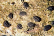 입술버섯 (Hysterographium fraxini (Pers.) de Not.)