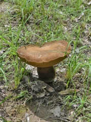 반청왕그물버섯 (Boletus obscureumbrinus Hongo)