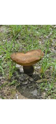 반청왕그물버섯 (Boletus obscureumbrinus Hongo)