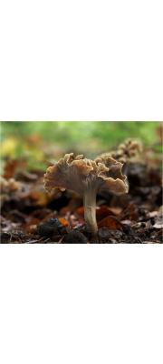 꼬마나팔버섯 (Pseudocraterellus undulatus (Pers.) Rausch.  > Craterellus crispus (Bull.) Pers. > Craterellus sinuosus (Fr.) Fr.)