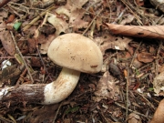 바랜그물버섯 (Boletus pallidus Frost)