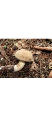 바랜그물버섯 (Boletus pallidus Frost)