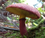 방망이빨간그물버섯(방망이그물버섯, 방망이황금그물버섯) (Boletus paluster Peck  > Boletinus paluster (Peck) Peck)