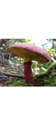 방망이빨간그물버섯(방망이그물버섯, 방망이황금그물버섯) (Boletus paluster Peck  > Boletinus paluster (Peck) Peck)