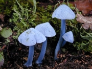 푸른외대버섯 (Entoloma aeruginosum Hiroe)