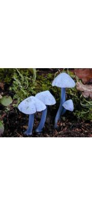푸른외대버섯 (Entoloma aeruginosum Hiroe)