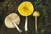 큰난버섯 (Pluteus admirabilis (Peck) Peck)