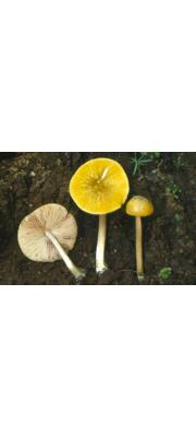 큰난버섯 (Pluteus admirabilis (Peck) Peck)