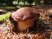솔송그물버섯 (Boletus pinophilus Pilát & Dermek  > Boletus pinicola (Vitt.) Vent. > Boletus edullis var. pinicola Vitt.)