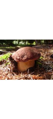 솔송그물버섯 (Boletus pinophilus Pilát &amp; Dermek  > Boletus pinicola (Vitt.) Vent. > Boletus edullis var. pinicola Vitt.)