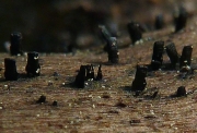 흑색쐐기버섯 (Glyphium elatum (Grev.) Zogg)