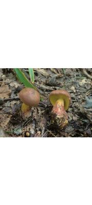 산속그물버섯아재비 (Boletus pseudocalopus Hongo)