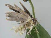 나방흰가시동충하초 (Akanthomyces aculeatus Lebert)