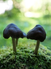 흑갈색난버섯_국명중복 (Pluteus atrofuscus Hongo)
