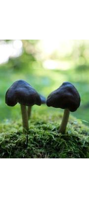 흑갈색난버섯_국명중복 (Pluteus atrofuscus Hongo)