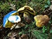 밤꽃그물버섯 (Boletus pulverulentus Opat.)