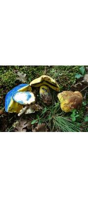 밤꽃그물버섯 (Boletus pulverulentus Opat.)