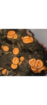수지요강버섯 (Sarea resinae (Fr.) Kuntze  > Biatorella resinae (Fr.) Th. Fr.)