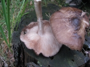 검은날난버섯(끝검은난버섯, 점사슴난버섯, 수실난버섯) (Pluteus atromaginatus (Konrad) Kühn.  > Pluteus nigrofloccosus > Pluteus tricuspidatus)