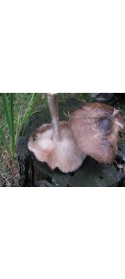 검은날난버섯(끝검은난버섯, 점사슴난버섯, 수실난버섯) (Pluteus atromaginatus (Konrad) Kühn.  > Pluteus nigrofloccosus > Pluteus tricuspidatus)